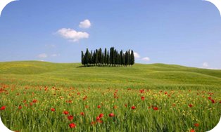 quirico